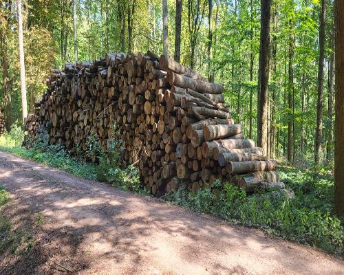 Rollen Stammholz – Buche, Birke, Nadelholz direkt per LKW-Ladung nach Hause